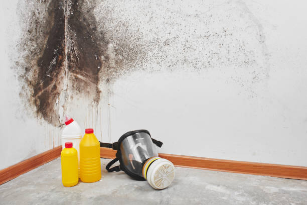 Home Mold Removal in Myerstown, PA